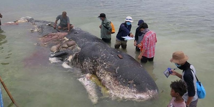 Sahile vuran ölü balinanın midesinden yaklaşık 6 kilo çöp çıktı