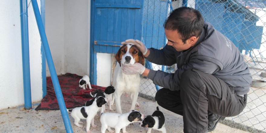 Can dostlarımız için mama ve yem bırakılıyor