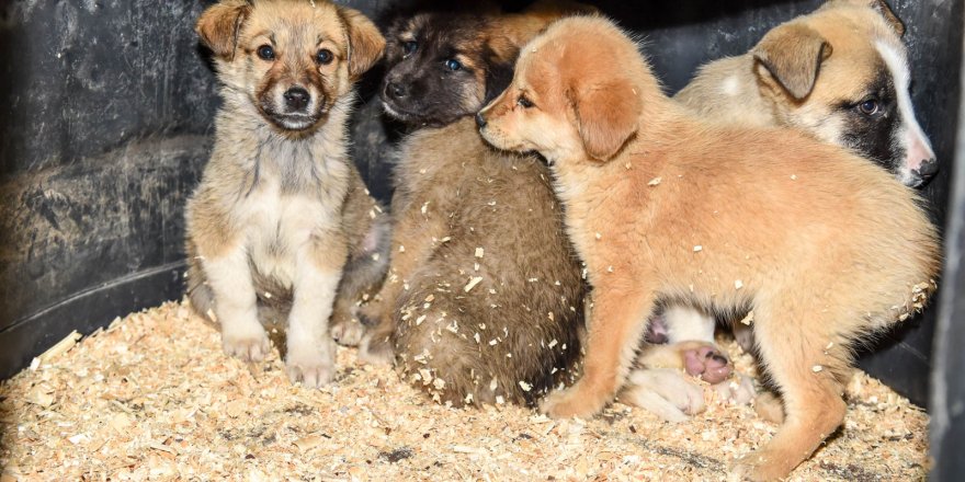 Yavru köpeklere sıcak yuva