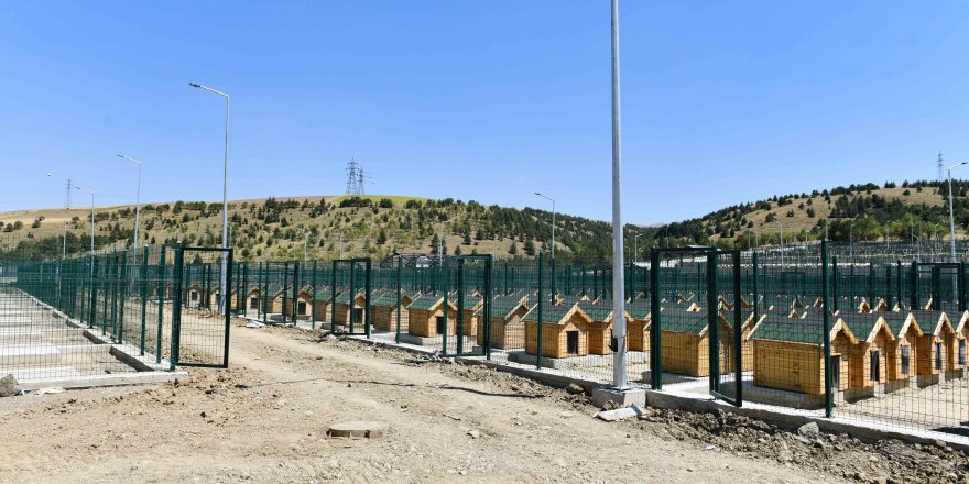 6 Bin Sokak Hayvanına Barınak