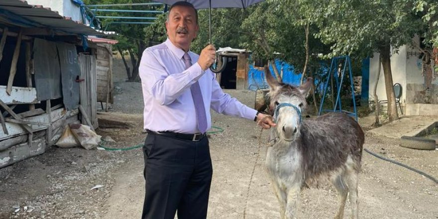Zamlara Eşekli Tepki
