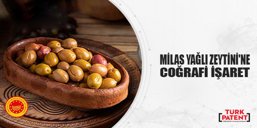 “Milas Yağlı Zeytini”ne AB Tescili
