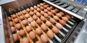 Ordu'da 35 Milyon Yumurta Üretiliyor